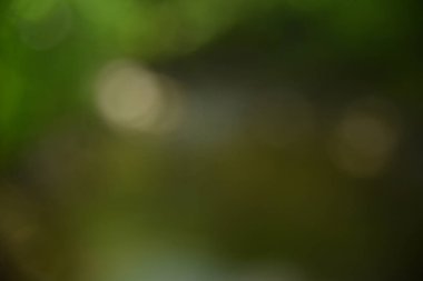 Doğa yeşili Bokeh - Soyut arkaplan.