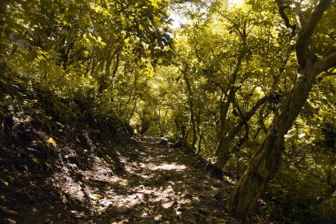 Çukur ormandaki ağaçlarla çevrili taş yol. .