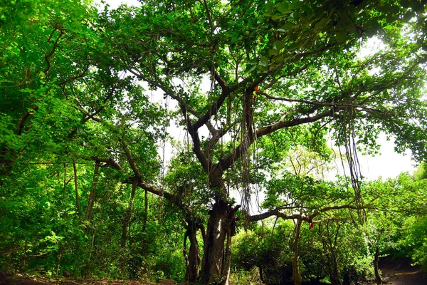 Ndain Ormanında Dalları Olan Yeşil Yaşlı Bir Ağaç — Stok fotoğraf