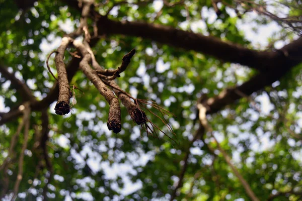 Cabang Cabang Pohon Kering Menutup Dengan Fokus Tajam Dan Latar — Stok Foto