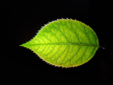 Yeşil yaprak siyah arkaplanda izole edilir .