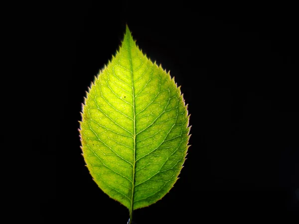 Green leaf isolates on black background . Green leaf wallpapers.