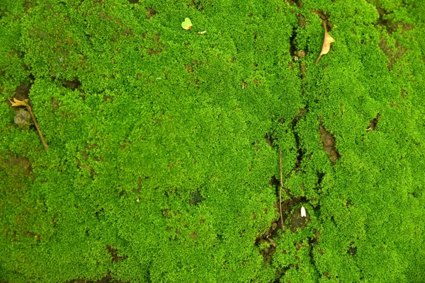 Yosun dokusu, kopyalama alanı yeşil arkaplan.