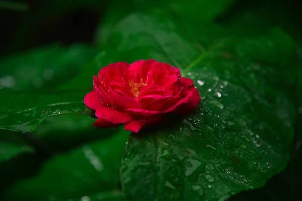 美丽的红玫瑰在浪漫的背景下 — 图库照片
