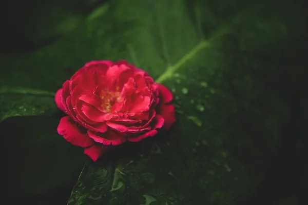 Yeşil yapraklı güzel kırmızı gül romantik arka plan .