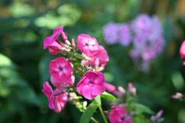 Bahçe çiçekleri yazın ortasında çiçek açıyor.