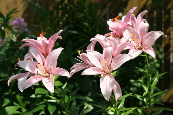 The garden lily is blooming in the mid of summer
