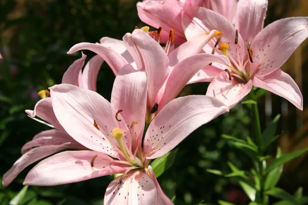 Lírio Jardim Está Florescendo Meados Verão — Fotografia de Stock