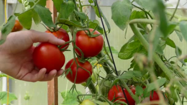 Kobieta odebrać dojrzałe pomidory w ogrodzie — Wideo stockowe