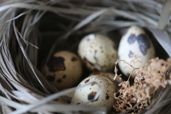 Oeufs de cailles dans le nid — Photo