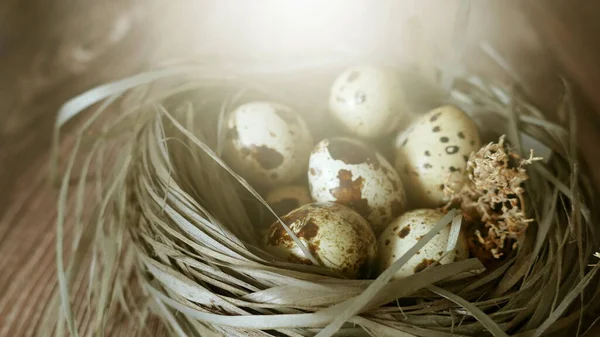 Vaktelägg i boet — Stockfoto