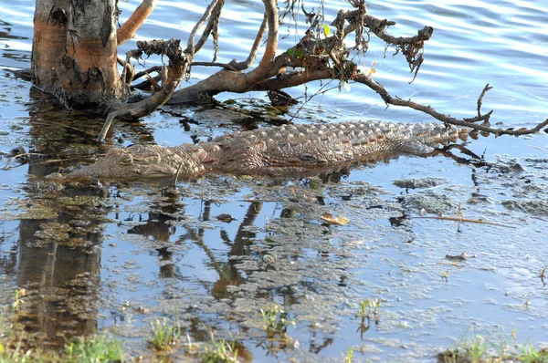 Crocodilo Pântano Selva Sri Lanka — Fotografia de Stock