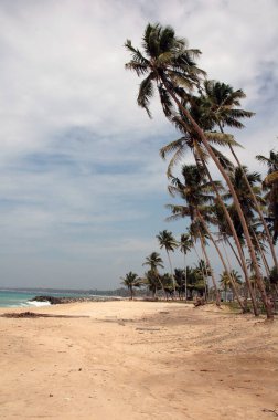 Hikkaduwa Sandy Plajı Sri Lanka