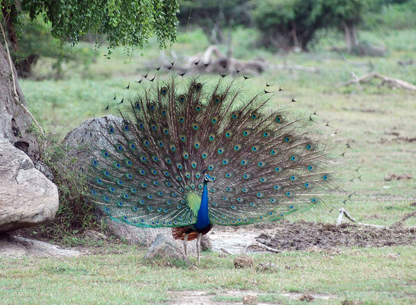 Peacock, Yala jungles, Sri Lanka