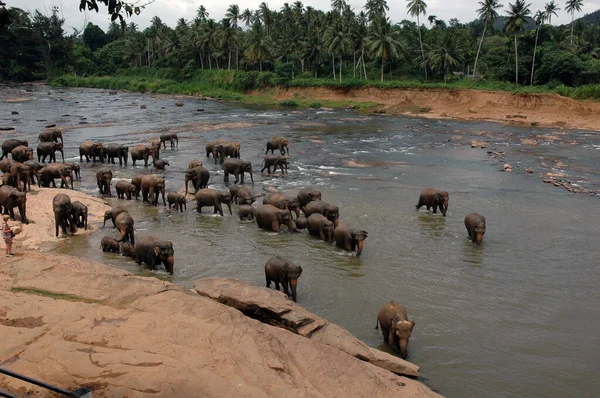 Orfanato Elefantes Pinnawala Sri Lanka — Foto de Stock