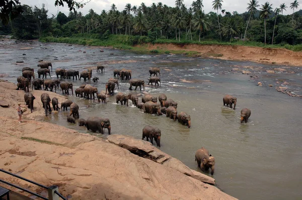 Orfanato Elefantes Pinnawala Sri Lanka — Foto de Stock