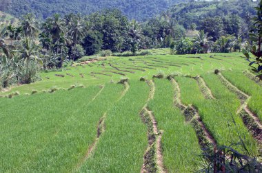 Paddy Field Terasları Sri Lanka