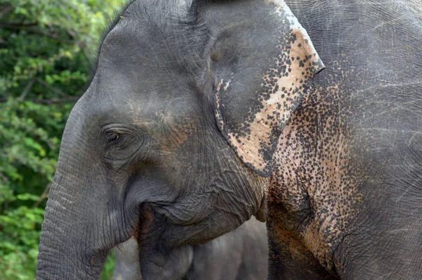 Selva Elefante Yala Sri Lanka — Foto de Stock