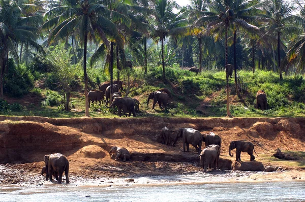 Orfanato Elefantes Pinnawala Sri Lanka — Foto de Stock