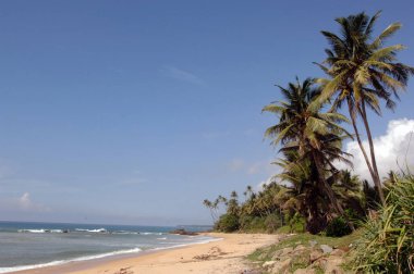 Palm Tree Plajı Sri Lanka