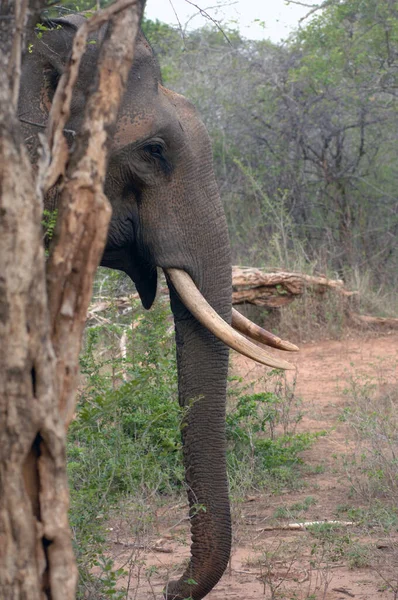 Elefanten Minneriya Nationalpark Sri Lanka — Stockfoto