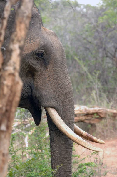 Sloni Minnerijský Národní Park Srí Lanka — Stock fotografie