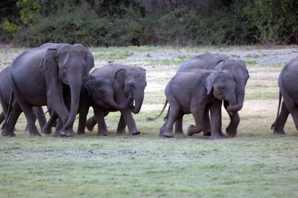 Elefanten Minneriya Nationalpark Sri Lanka — Stockfoto