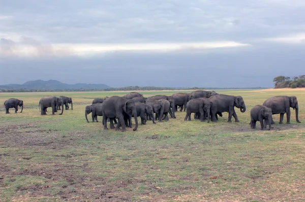 Elefantes Parque Nacional Minneriya Sri Lanka — Foto de Stock