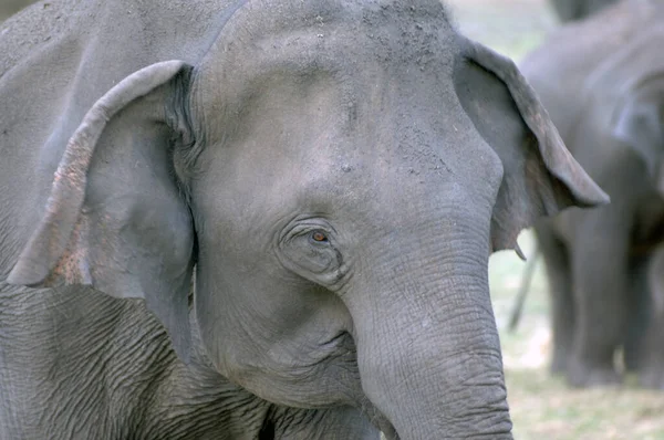 Elefantes Parque Nacional Minneriya Sri Lanka — Foto de Stock