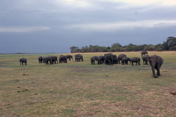 Elefanten Minneriya Nationalpark Sri Lanka — Stockfoto