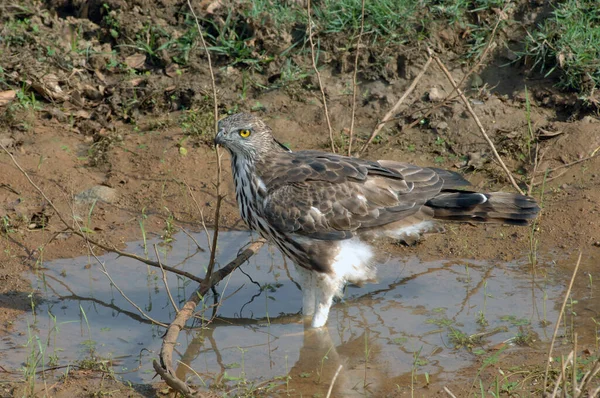 Havik Adelaar Yala Sri Lanka — Stockfoto