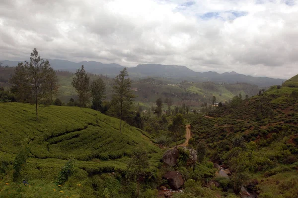 Tea Estates Nuwara Eliya Sri Lanka — Stock Photo, Image