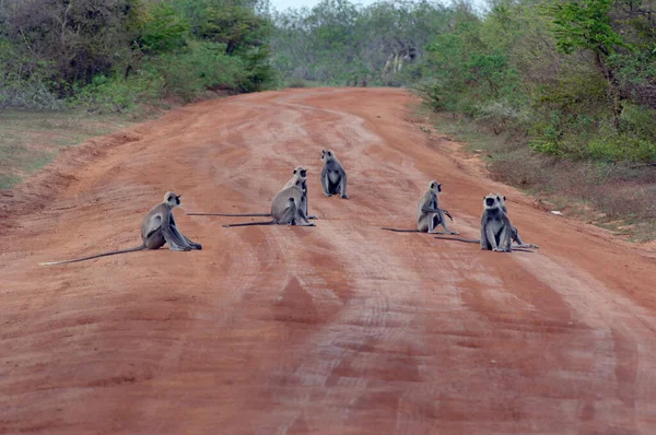 Monos Selvas Salvajes Sri Lanka — Foto de Stock