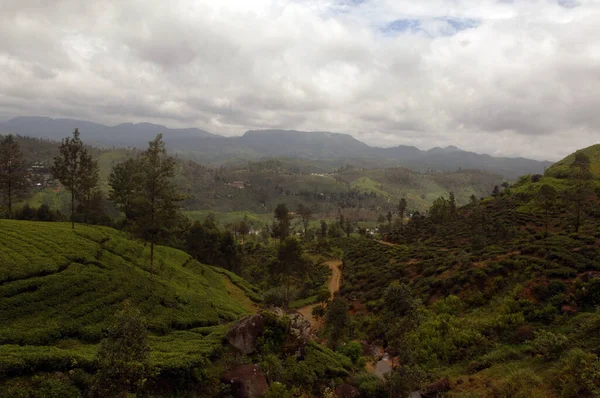 Chá Estates Nuwara Eliya Sri Lanka — Fotografia de Stock