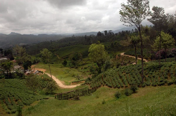 Tea Estates Nuwara Eliya Sri Lanka — Stock Photo, Image