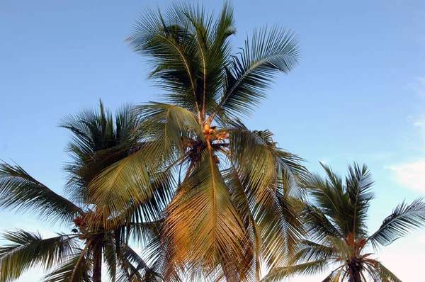 Palmbomen Sri Lanka — Stockfoto