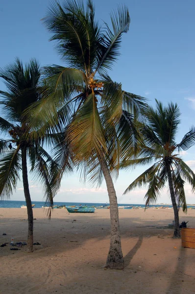 Palmiers Sri Lanka — Photo
