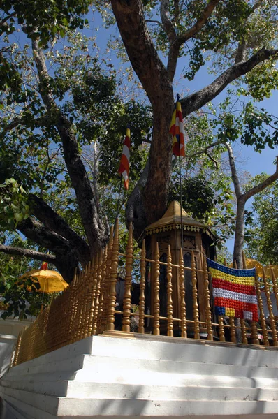 Árvore Arco Anuradhapura Sri Lanka — Fotografia de Stock