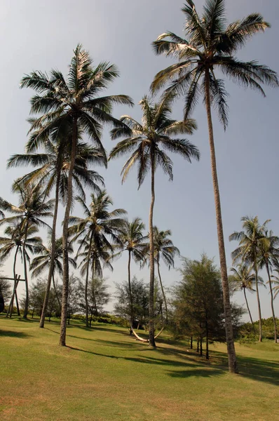 Palm Trees Southern Sri Lanka — Stock Photo, Image