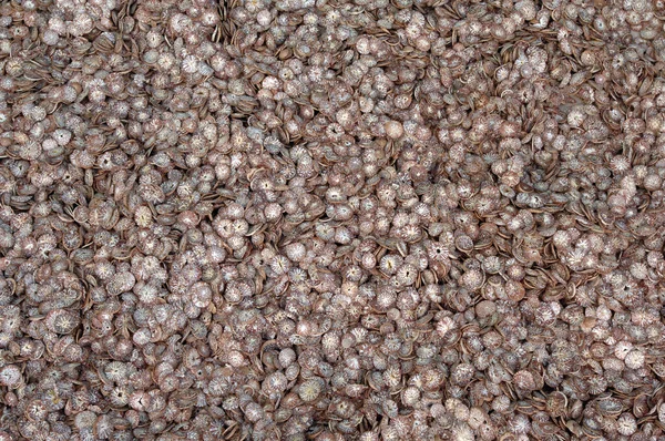 Beetle Nut Market Male Maldives — Stock Photo, Image