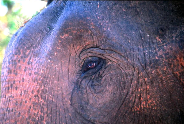 Elefante Amber Fort Jaipur India — Foto de Stock