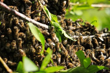 Ağaçta tünemiş arılar.