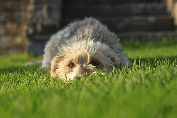 Liegender Hund Grünen Gras — Stockfoto