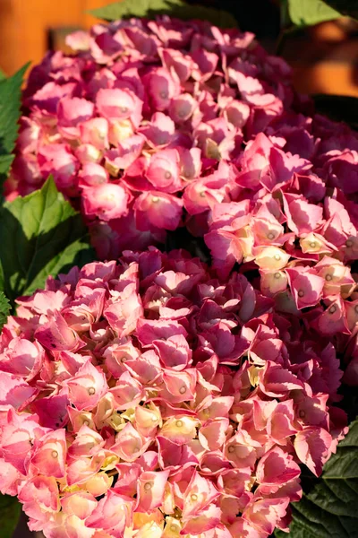 Dettaglio Fiore Ortensia Rosa — Foto Stock