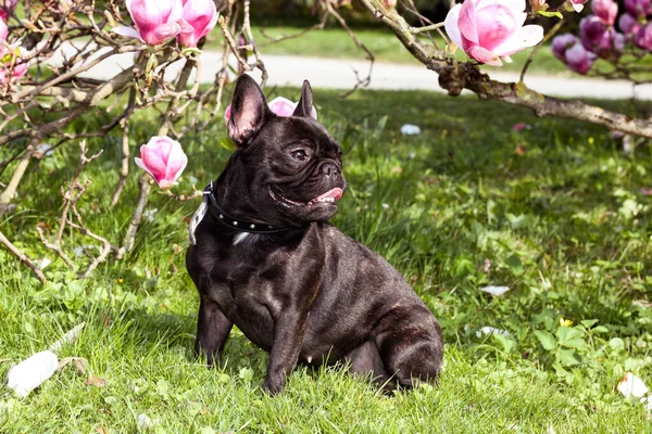 Schwarze Französische Bulldogge Park Thementiere Hunde Freien Sitzen Beobachten Niedlich — Stockfoto