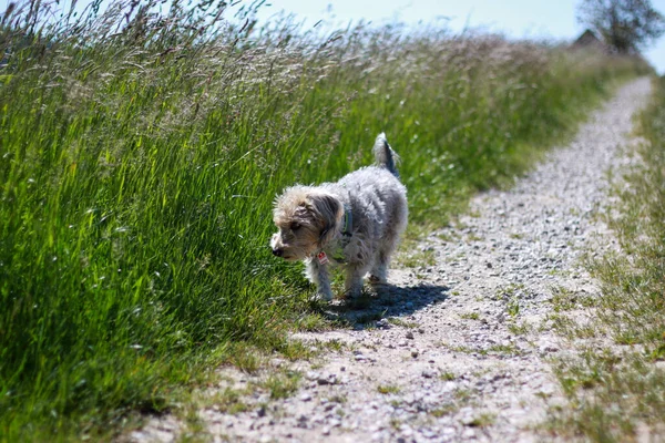 Kleiner Zotteliger Hund Für Einen Spaziergang Der Natur Blauer Himmel — Stockfoto