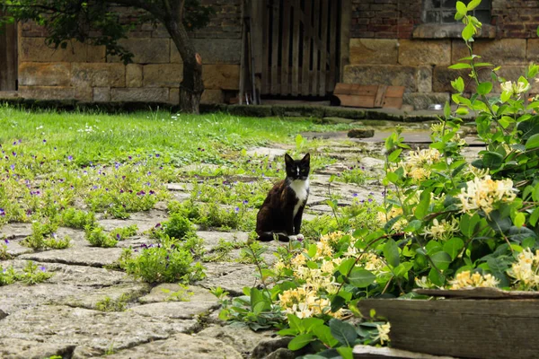 Cat in the backyard of a country house. Cats theme, animals, wallpaper, farm life