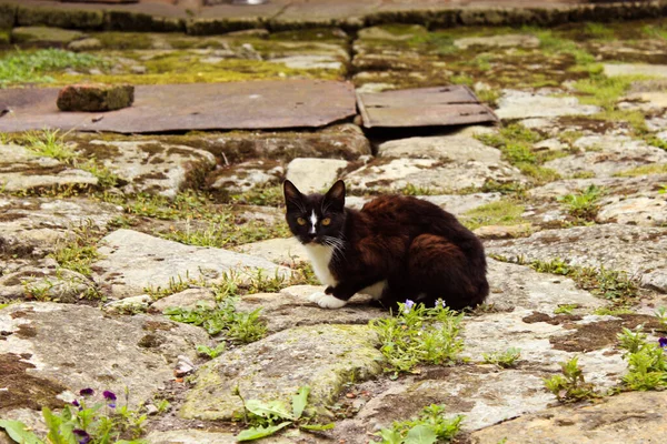 Cat in the backyard of a country house. Cats theme, animals, wallpaper, farm life