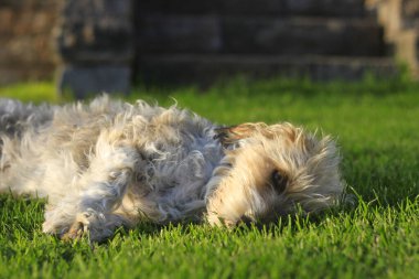 Yeşil çimlerin üzerinde sevimli şirin bir köpek dinleniyor, sevimli ve tüylü. Tema hayvanları, köpekler, açık hava, oturma, izleme, sevimli, oyun 