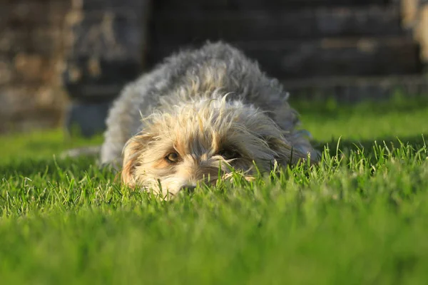 Liegender Süßer Hund Auf Dem Grünen Gras Niedlich Und Zottelig — Stockfoto